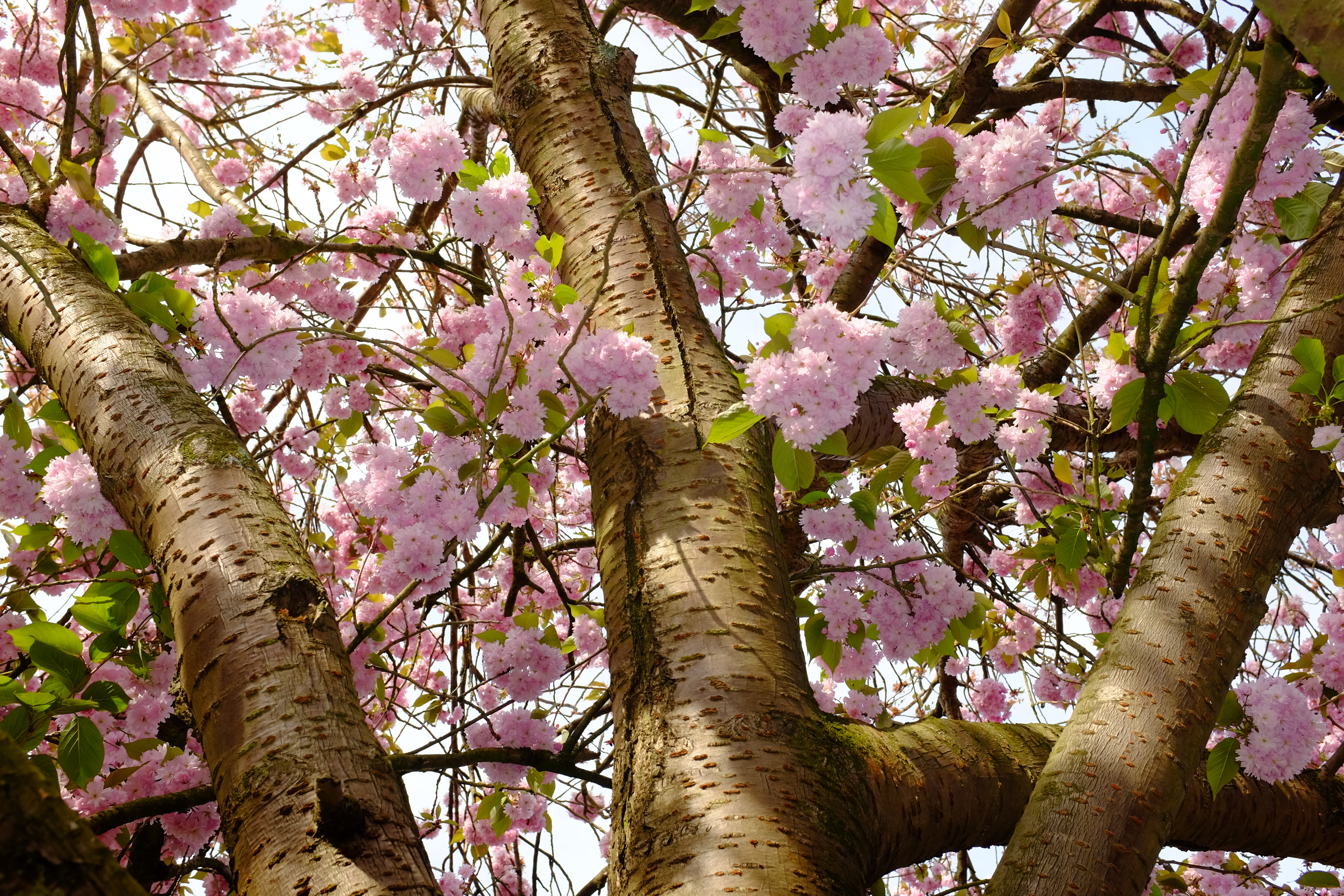 cherry blossom pink on tree