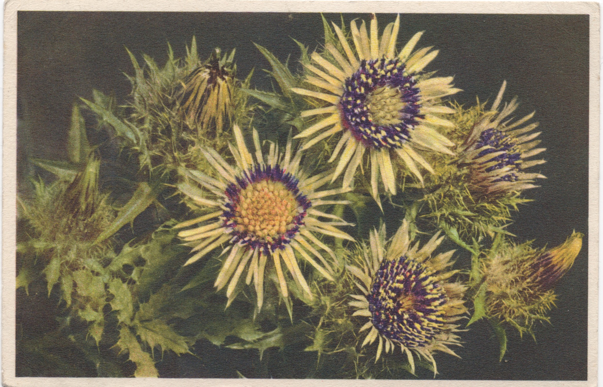 thistles on vintage postcard