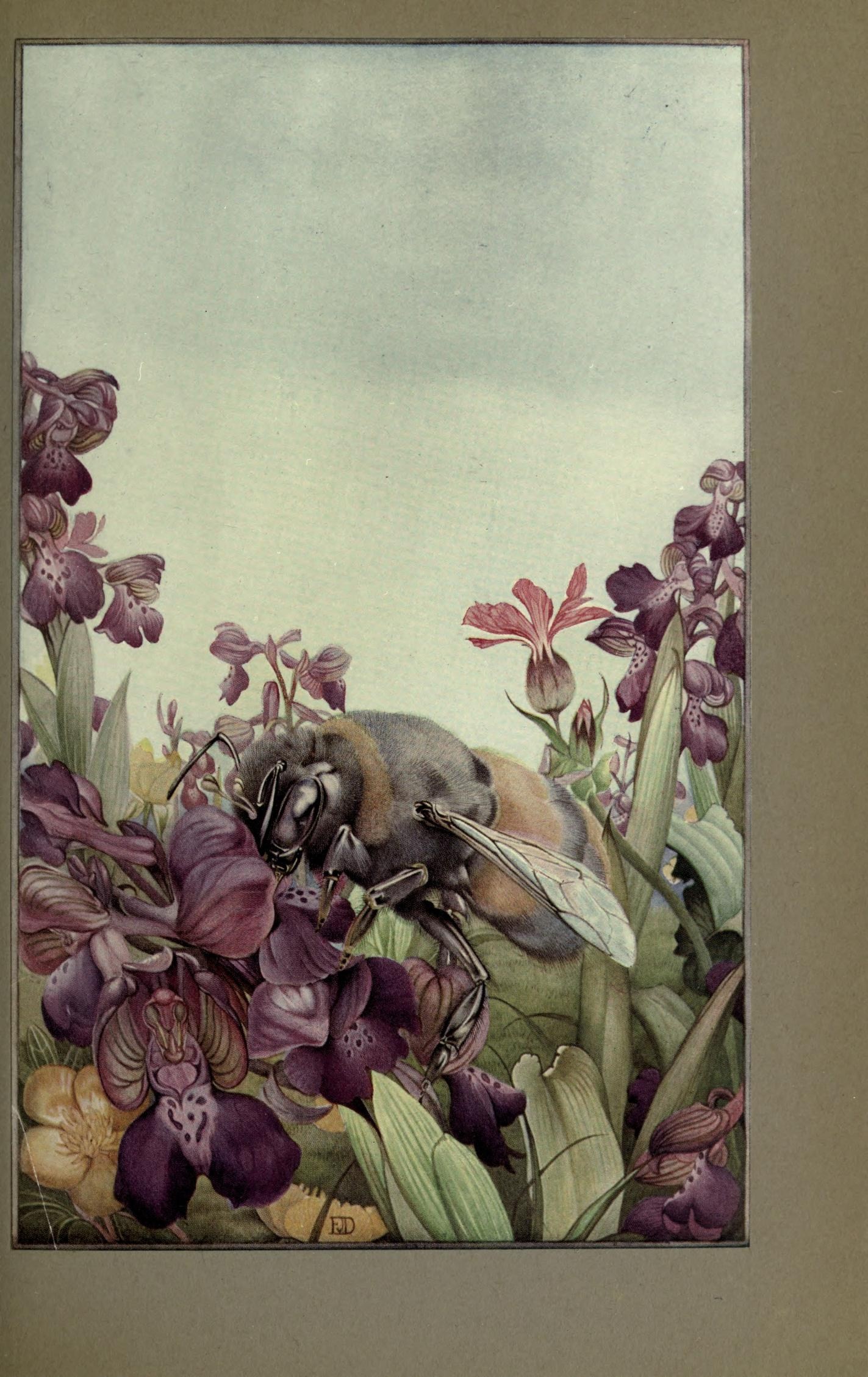 bumblebee illustration purple flowers