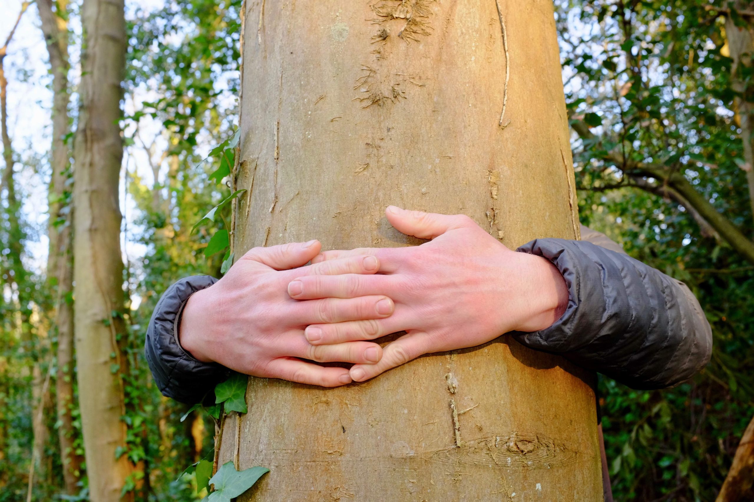 hands around tree trunk