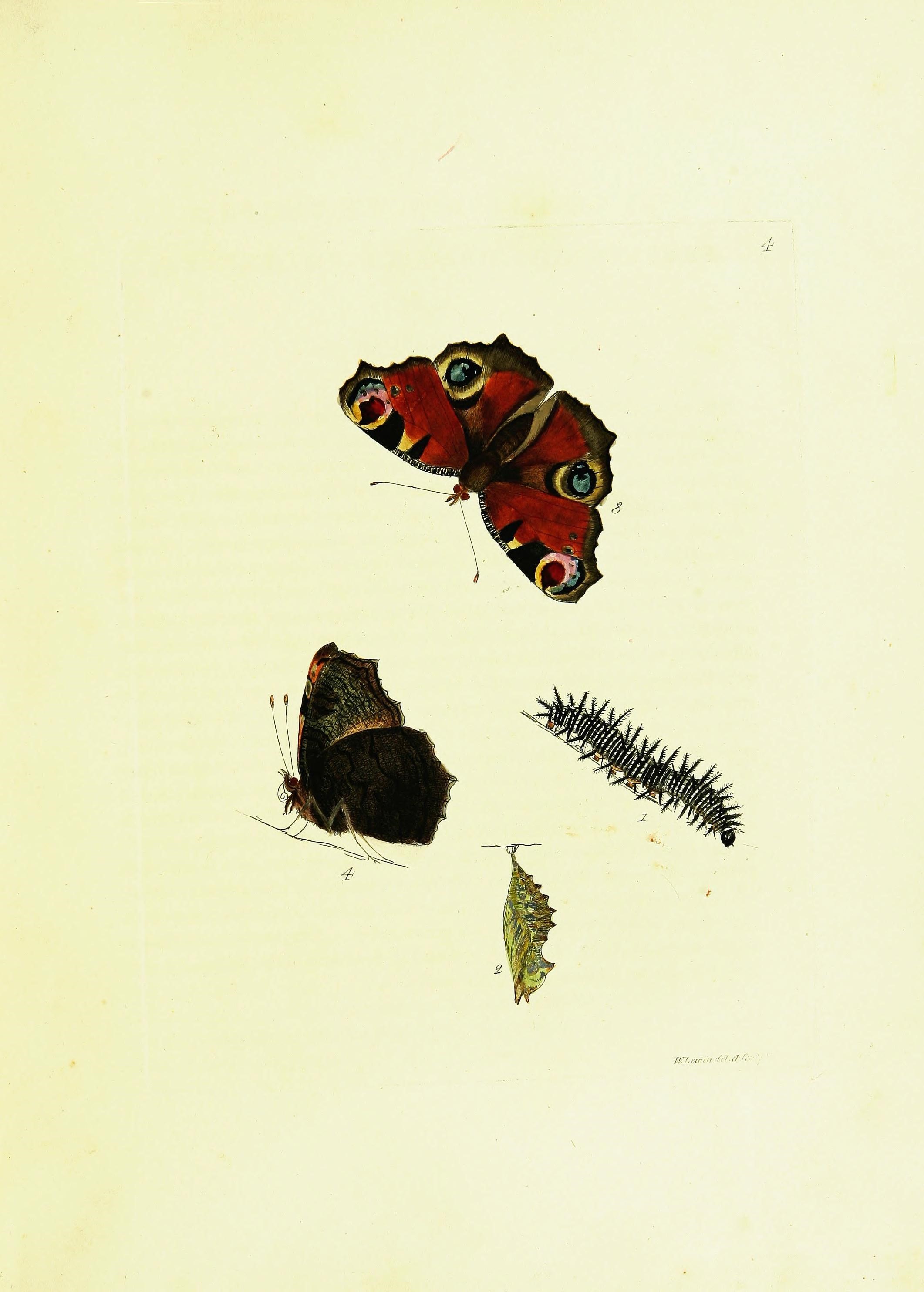 peacock butterfly caterpillar and chrysalis
