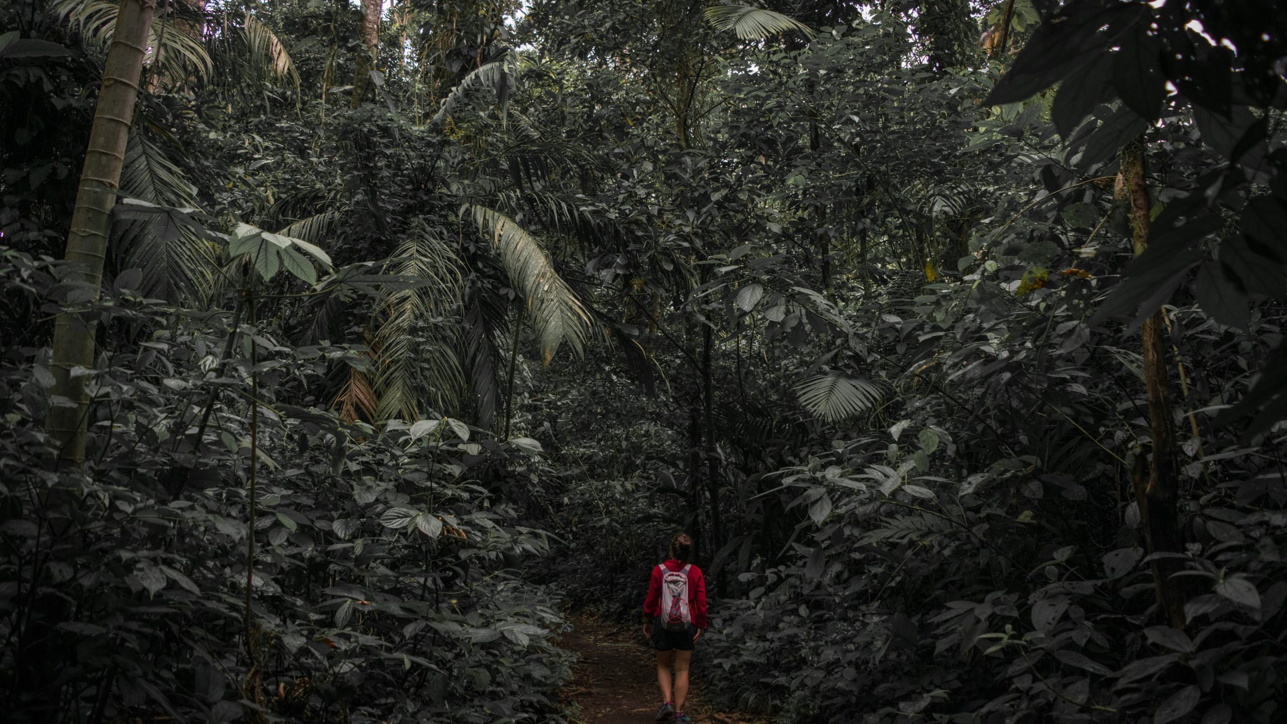 man standing in rainforest setting