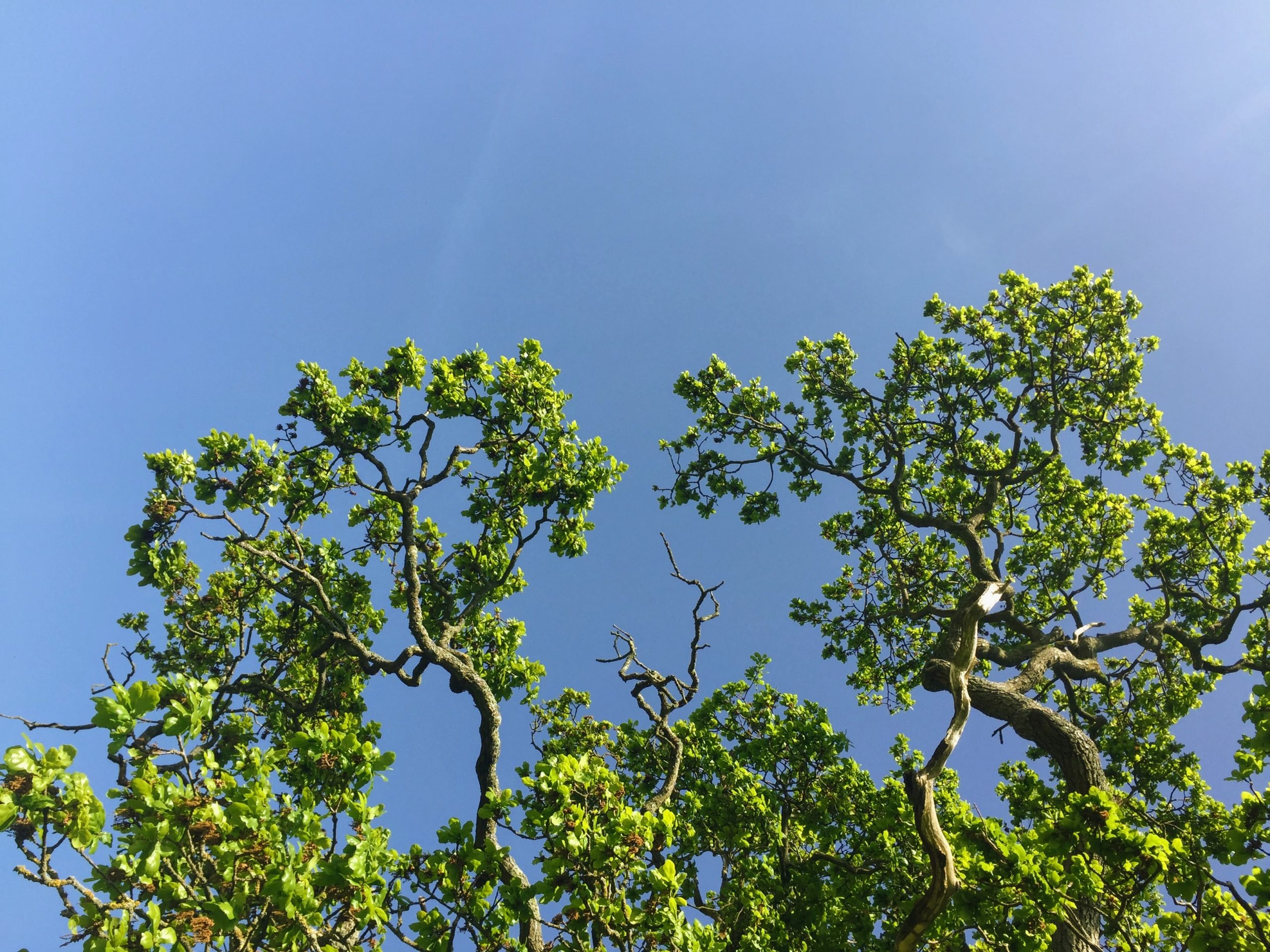 oak tree blue sky