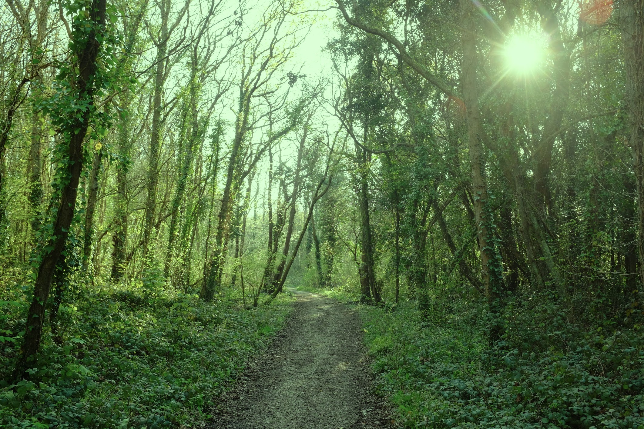 Woodland path with sun, The Natural Coaching Company