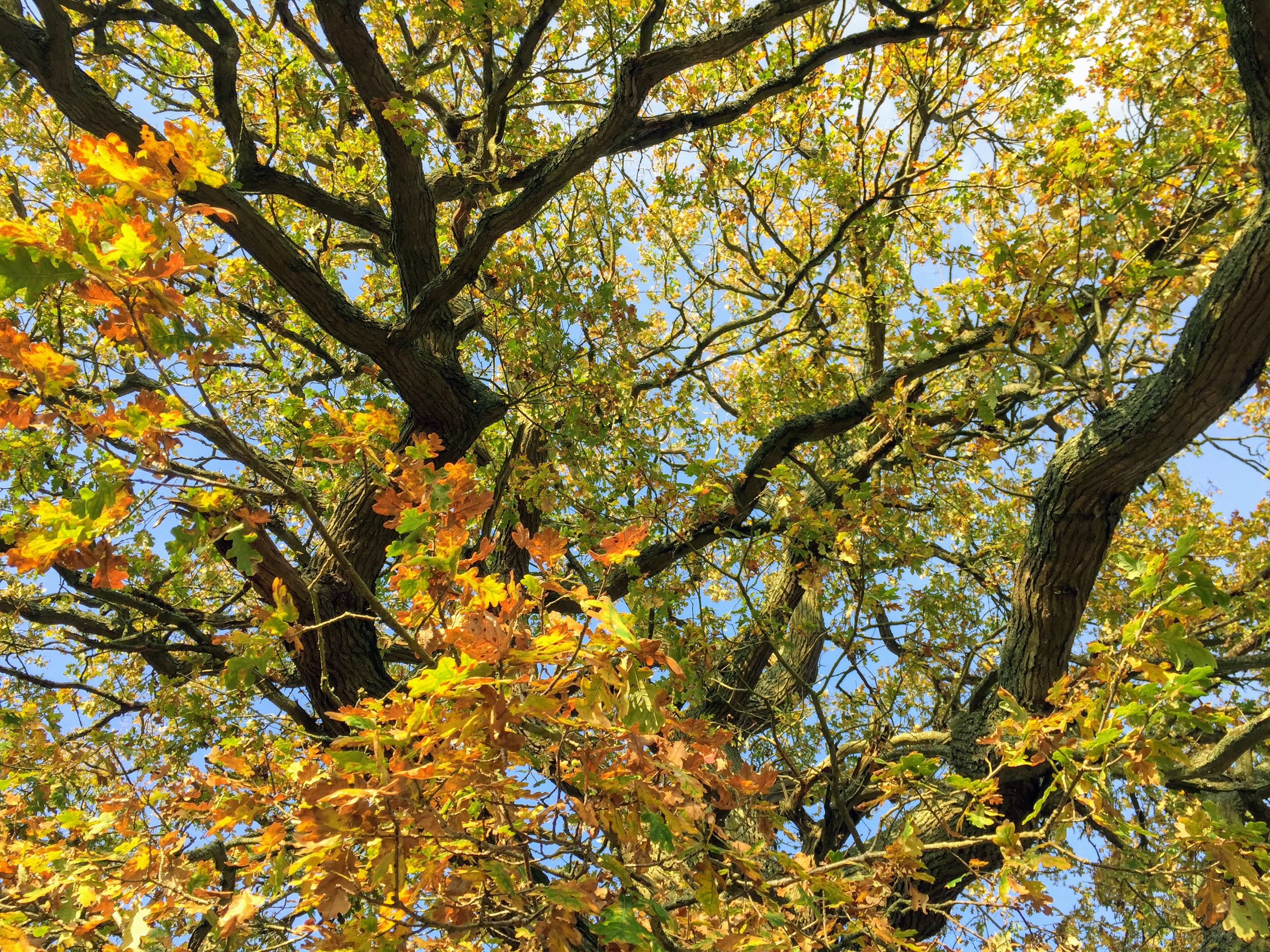 oak tree in autumn colours