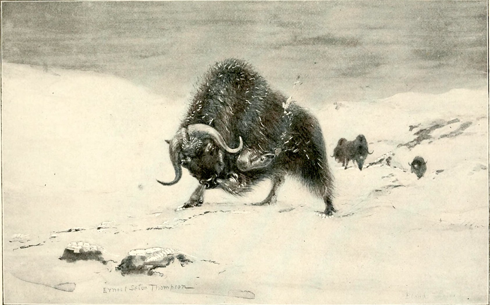 musk ox illustration