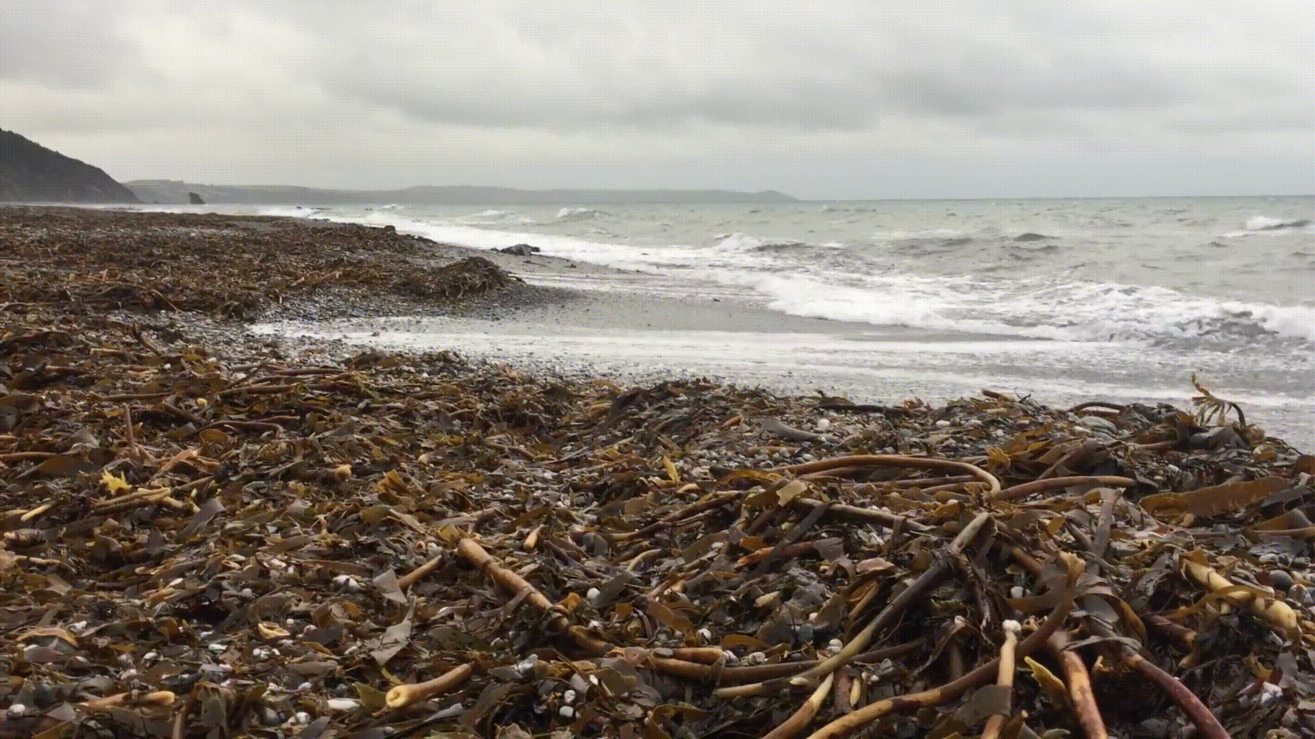 kelp on beach with waves