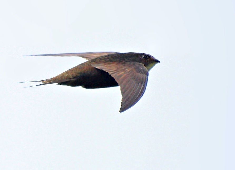common swift flying, Billy Lindblom