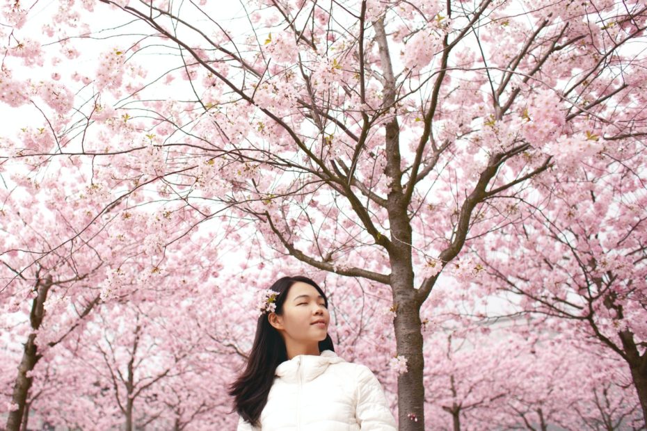 japanese woman pink blossom tree