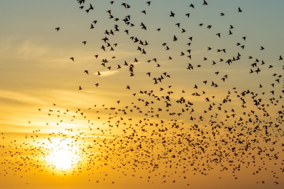 birds sunset rhys kentish