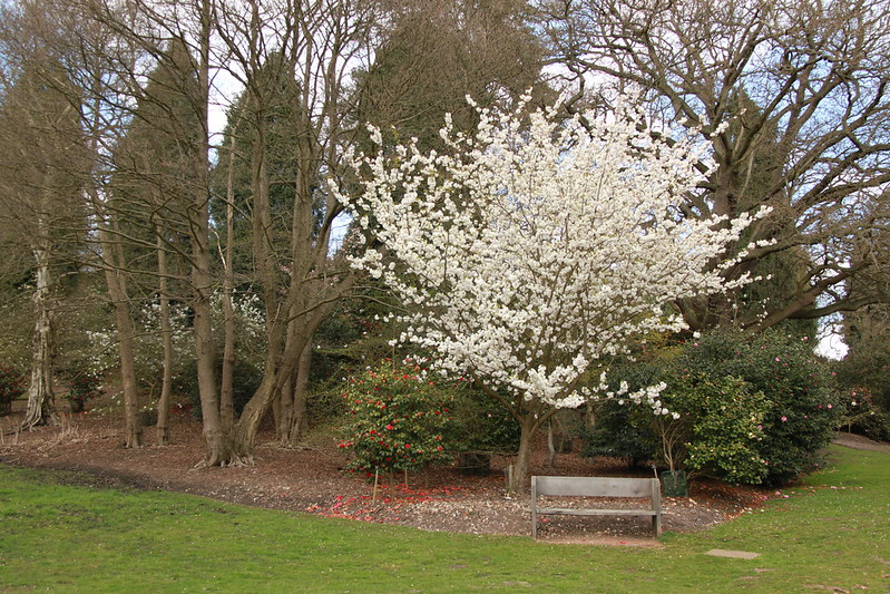 tree in blossom by park bench