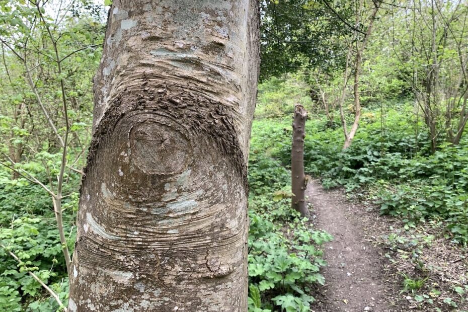 tree trunk and woodland path