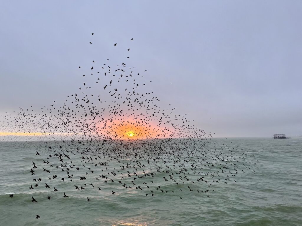 starlings sunset sea