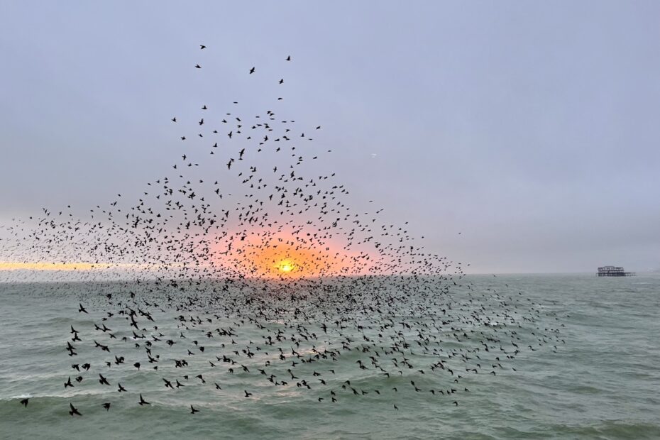 starlings sunset sea