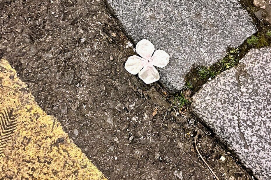 single white blossom on road yellow line