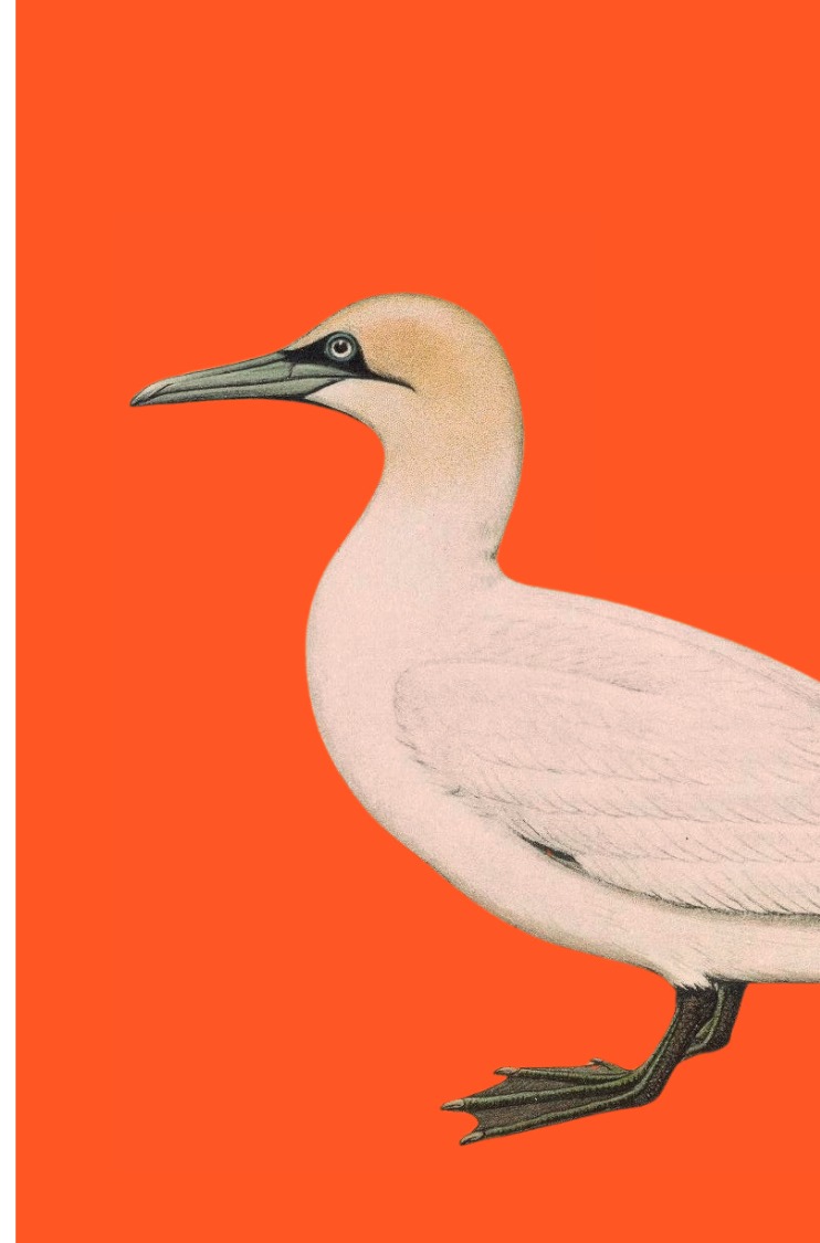 gannet on orange background