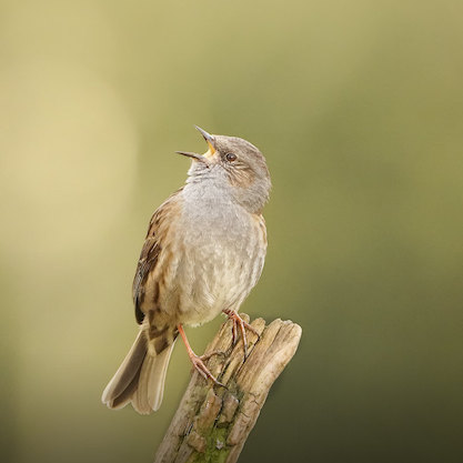 dunnock bird open branch mouth open singing