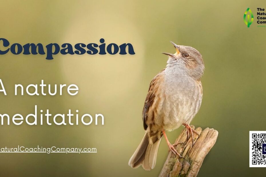 dunnock singing - flyer for compassion, a nature meditation from The Natural Coaching Company