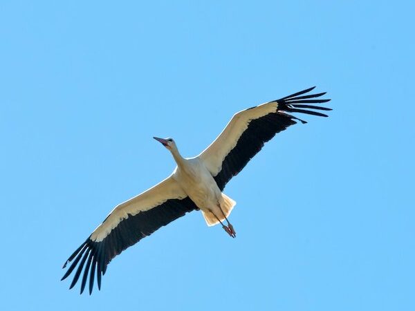 stork flying in blue sky by Steer Photographic