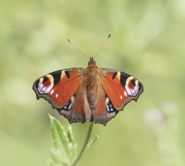 peacock butterfly copyright caroline legg