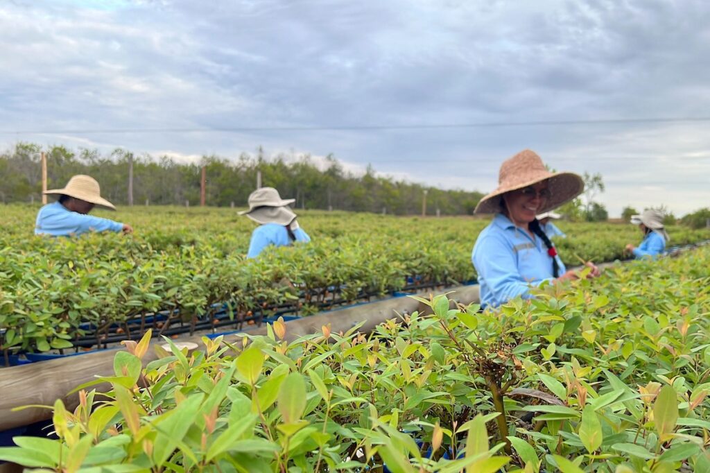 people in blue shirts and hats tending tropical plants, vichada climate reforestation, giving back to nature supporting people and planet