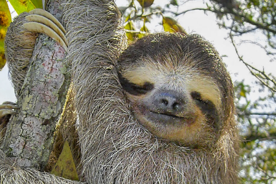 three toed sloth close up face