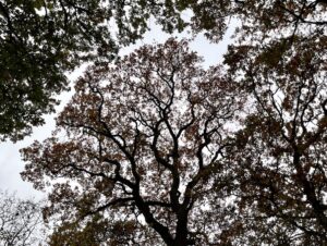 photo revealing crown shyness and space inbetween oak trees with sky