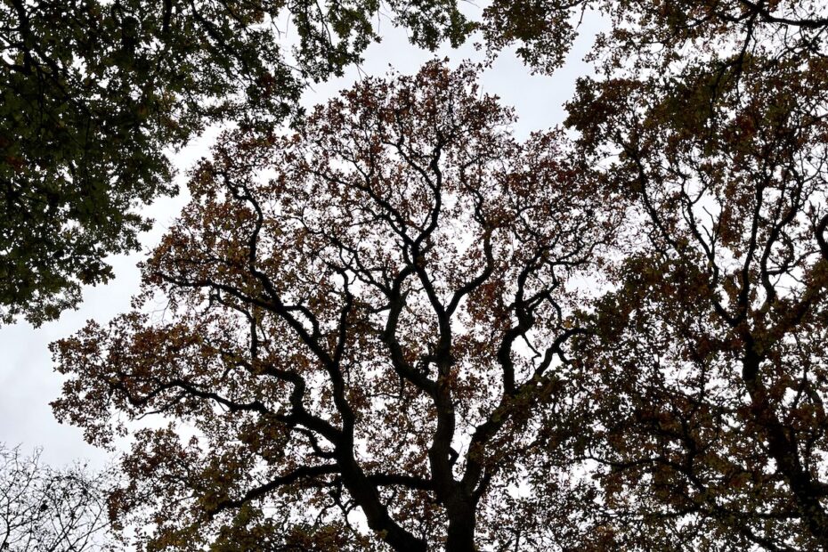 photo revealing crown shyness and space inbetween oak trees with sky