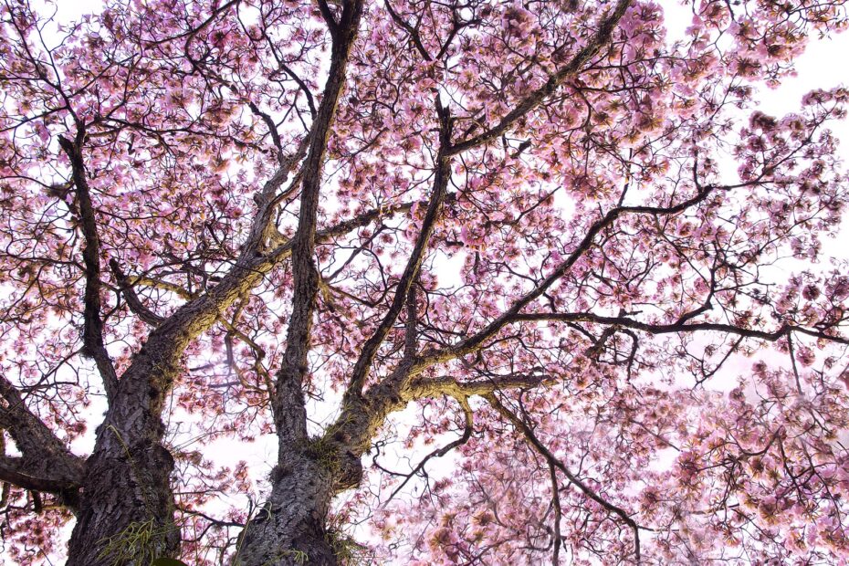 pink blossom tree colombia