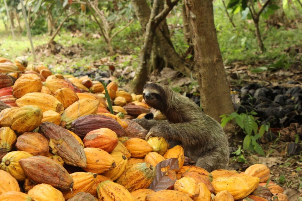 sloth on pile of orange cacao, planting biodiverse forests in panama, giving back to nature supporting people and planet