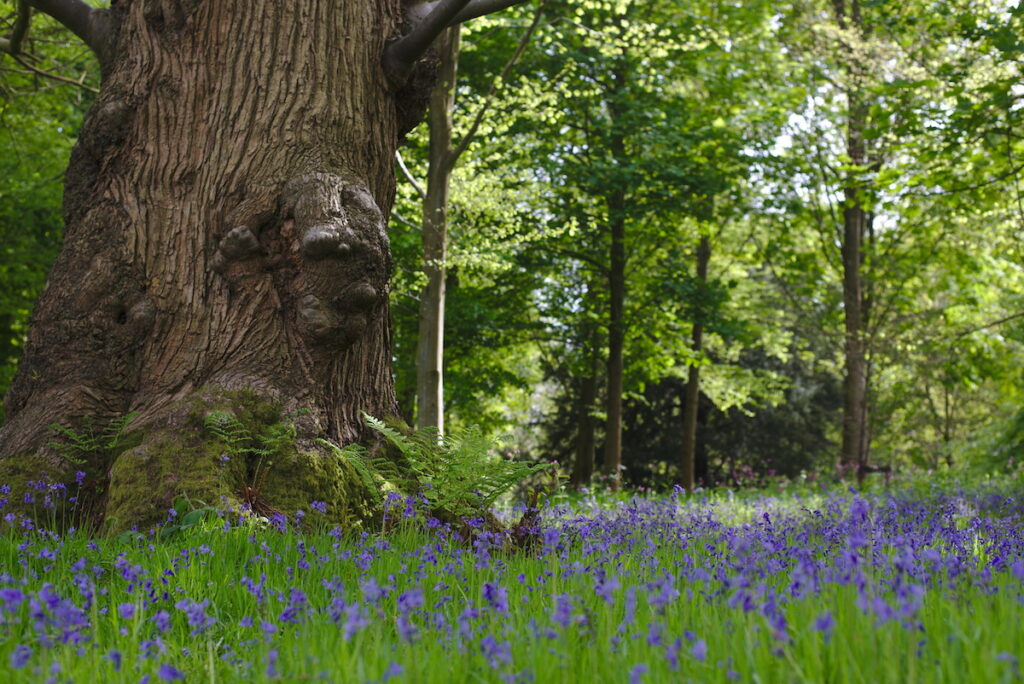 bluebellos under large oak tree trunk, wilding day knepp