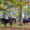 exmoor ponies in woodland