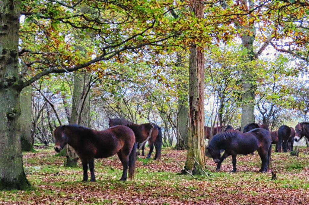 exmoor ponies in oak woodland, knepp wilding day