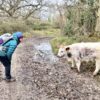 woman bending down to face cow muddy track puddle and oak trees