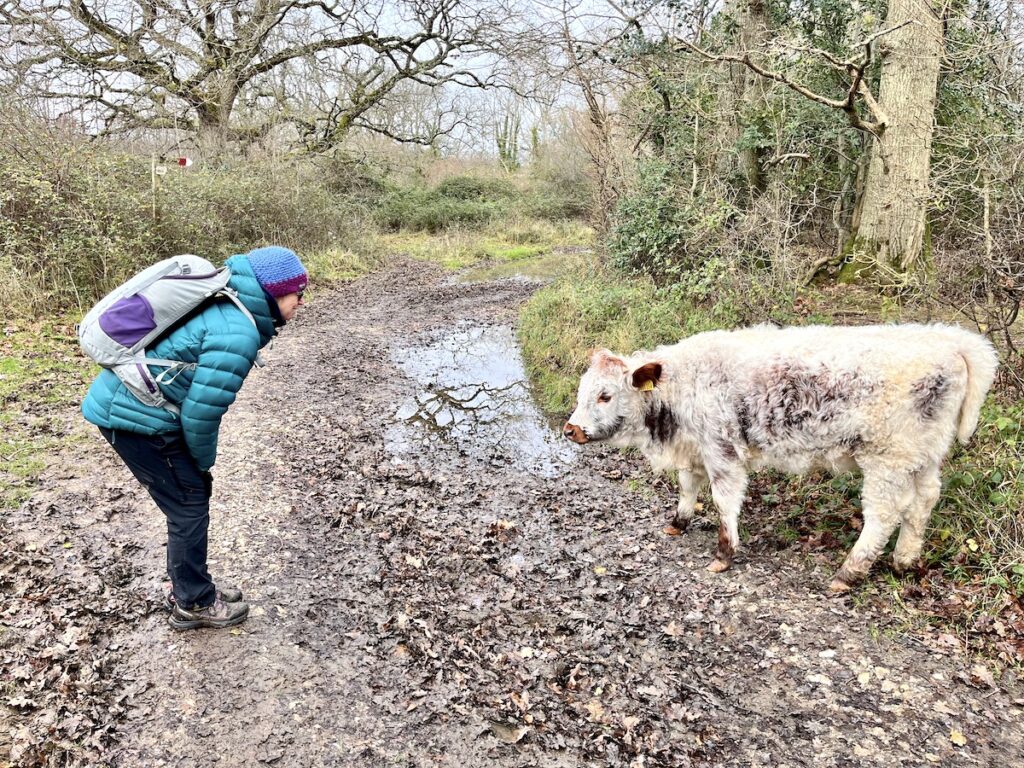 woman bending down to face cow muddy track puddle and oak trees