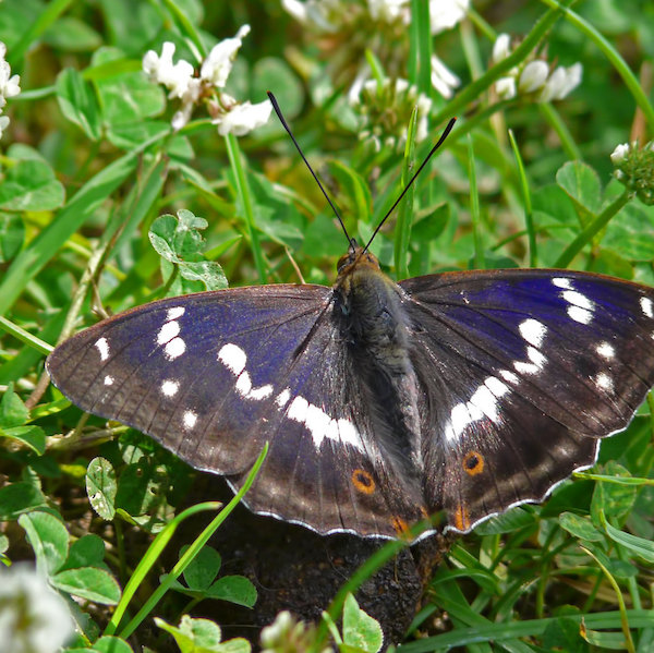 purple emperor butterfly on clover and grasses