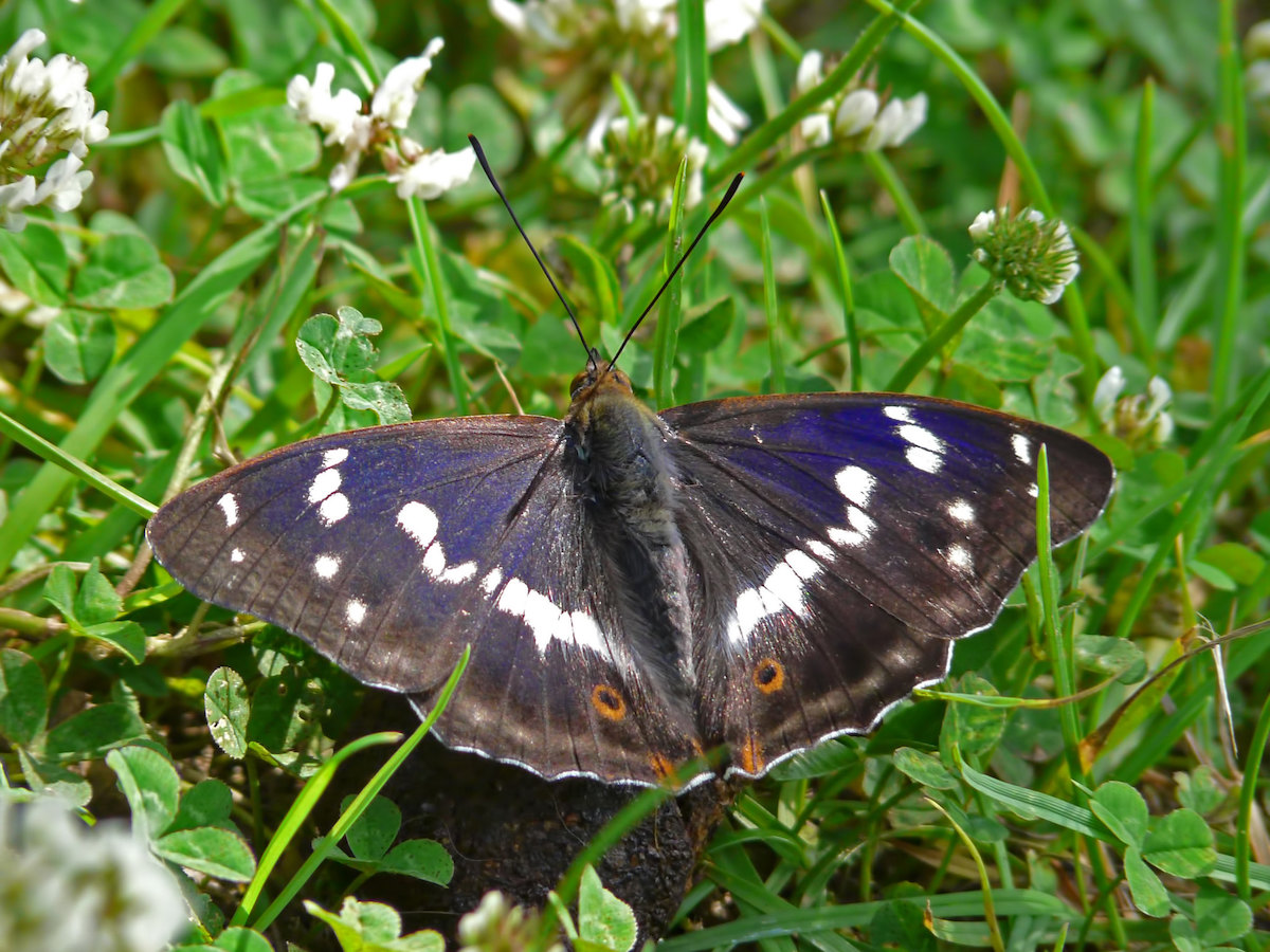 purple emperor butterfly on clover