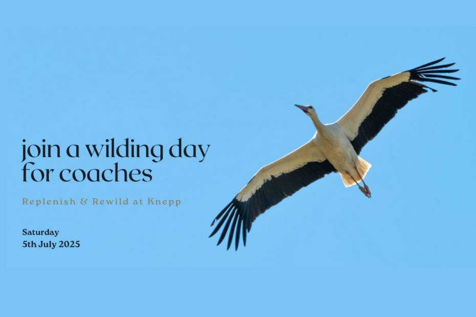 stork flying blue sky 'join a wilding day for coaches at knepp'