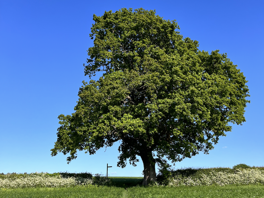 Oak tree signpost blue sky and hedgerow green grass