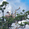 white storks in oak tree