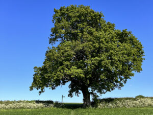 oak tree signpost blue sky