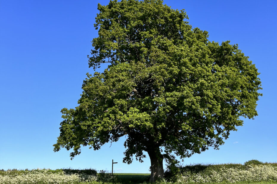 oak tree signpost blue sky