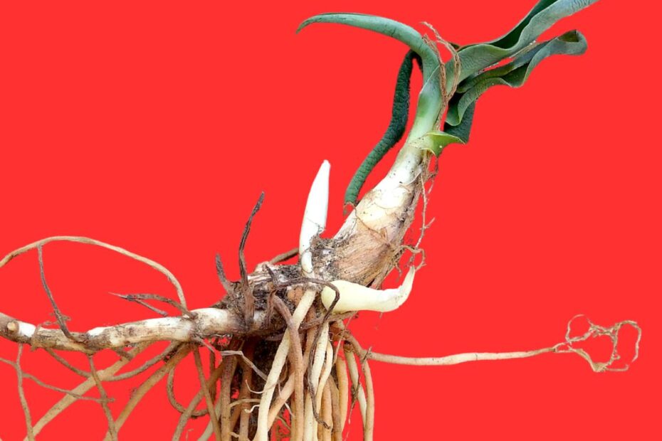 rhizome against a red background for post about metaphor