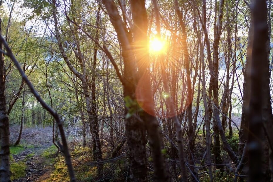 sun setting through trees with sea behind and woodland path
