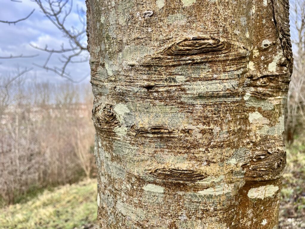 Tree trunk with marks that look like eyes