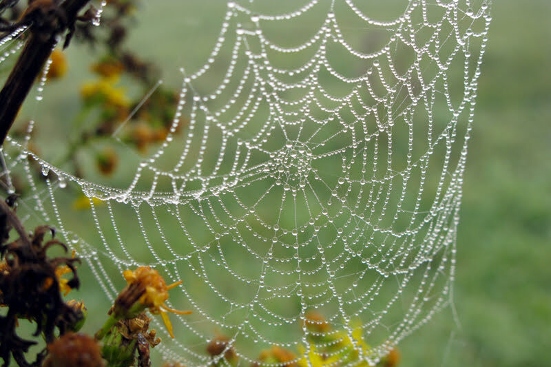 spiders web with dew drops
