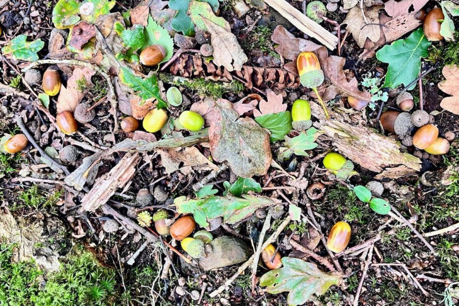 Acorns and oak leaves on the groun