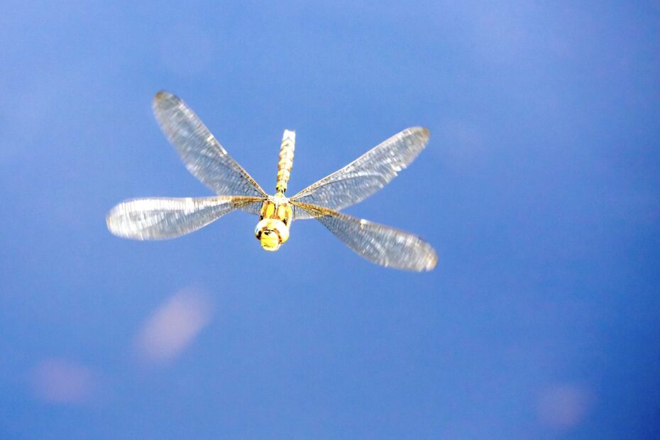 southern hawker james west