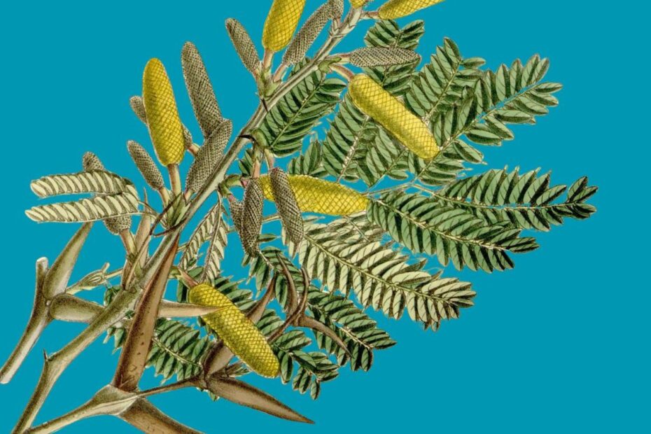 Illustration of acacia thorn tree against blue backgroun