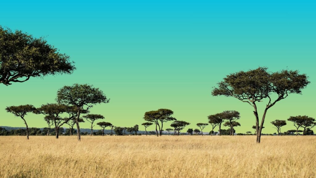 photograph of savannah against blue sky